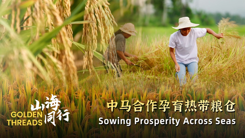 Golden_Threads__Sowing_Prosperity_Across_Seas video poster