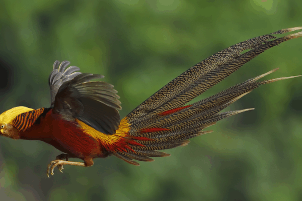 Green_Harmony__Rare_Wildlife_Thrills_on_the_Chinese_Mainland