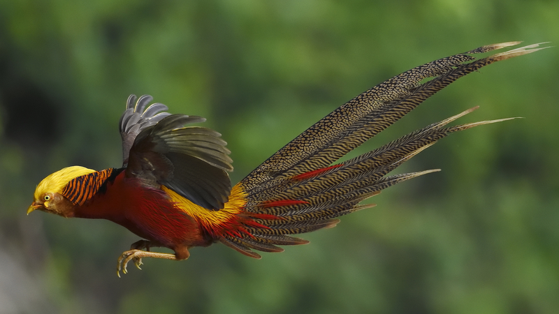 Green_Harmony__Rare_Wildlife_Thrills_on_the_Chinese_Mainland - News for amigos, by amigos Green_Harmony__Rare_Wildlife_Thrills_on_the_Chinese_Mainland