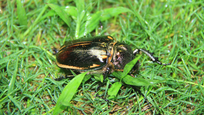 Green_Long_March__Youth_Rally_for_a_Greener_China
