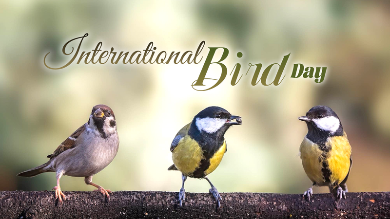 Guardians_in_Flight__Celebrating_International_Bird_Day - News for amigos, by amigos Guardians_in_Flight__Celebrating_International_Bird_Day
