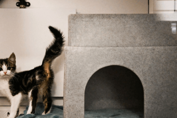 Heartbroken Brits Abandon Pets Amid Soaring Living Costs Heartbroken_Brits_Abandon_Pets_Amid_Soaring_Living_Costs