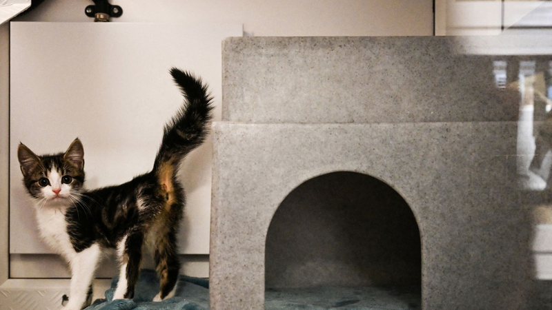 Heartbroken_Brits_Abandon_Pets_Amid_Soaring_Living_Costs