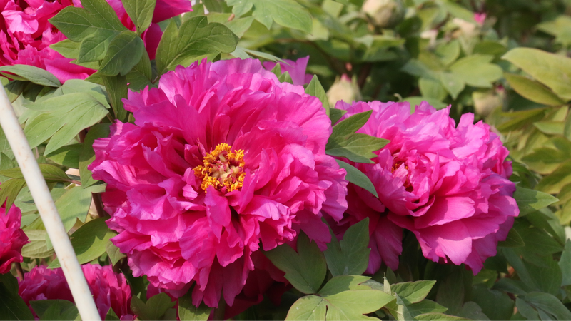 Heze_Blooms__Ecological___Innovation_Revolution_in_Peony_Capital - News for amigos, by amigos Heze_Blooms__Ecological___Innovation_Revolution_in_Peony_Capital