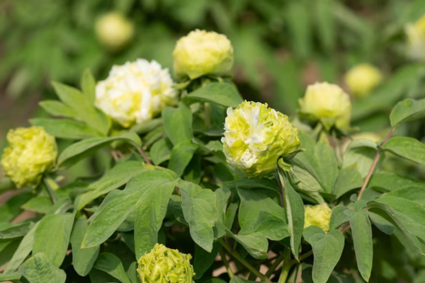 Heze City’s Peonies Dazzle at Global Festival Heze_City_s_Peonies_Dazzle_at_Global_Festival