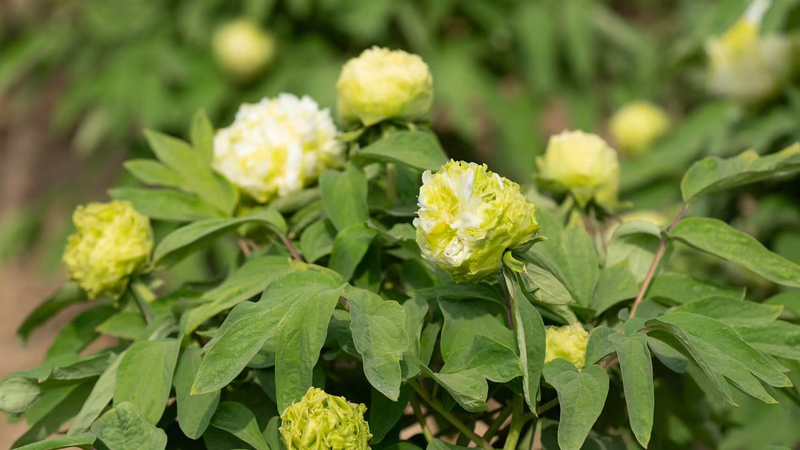Heze_City_s_Peonies_Dazzle_at_Global_Festival - News for amigos, by amigos Heze_City_s_Peonies_Dazzle_at_Global_Festival