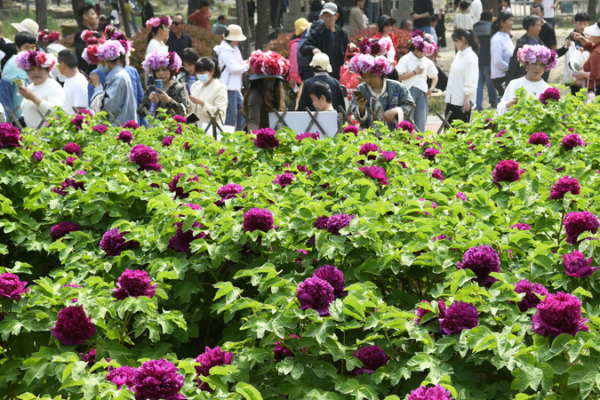 Heze’s Peony Power: Blossoming Industry & Cultural Exchange Heze_s_Peony_Power__Blossoming_Industry___Cultural_Exchange