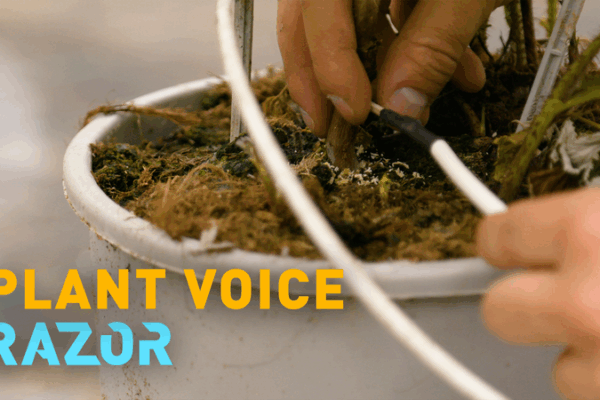 High-Tech Toothpick Sensor Revolutionizes Sustainable Farming High_Tech_Toothpick_Sensor_Revolutionizes_Sustainable_Farming video poster