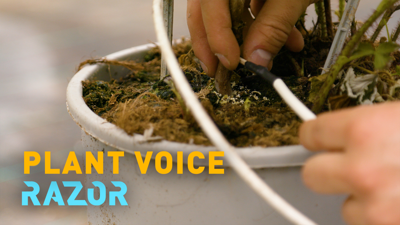 High_Tech_Toothpick_Sensor_Revolutionizes_Sustainable_Farming video poster