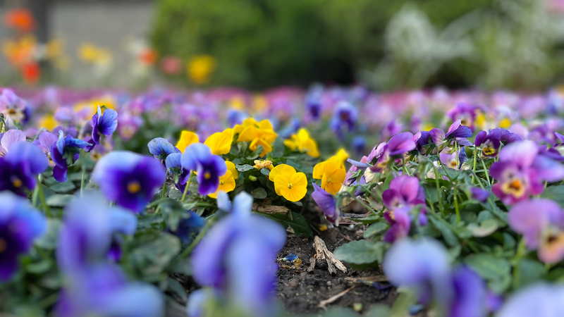 Horned_Violets___Fairy_Primroses_Shine_at_Yuyuantan_Park__Beijing