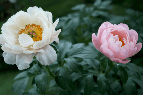 Latin American Journalists Uncover Luoyang’s Timeless Peonies Latin_American_Journalists_Uncover_Luoyang_s_Timeless_Peonies