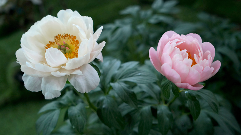 Latin_American_Journalists_Uncover_Luoyang_s_Timeless_Peonies - News for amigos, by amigos Latin_American_Journalists_Uncover_Luoyang_s_Timeless_Peonies