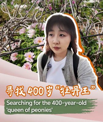 Legendary 400-Year-Old Queen of Peonies Shines in Heze City Legendary_400_Year_Old_Queen_of_Peonies_Shines_in_Heze_City video poster