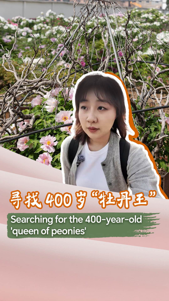 Legendary_400_Year_Old_Queen_of_Peonies_Shines_in_Heze_City_poster - News for amigos, by amigos Legendary_400_Year_Old_Queen_of_Peonies_Shines_in_Heze_City video poster