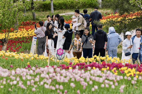 Lost in a Sea of Tulips: Springtime Magic at Jinyang Lake Park Lost_in_a_Sea_of_Tulips__Springtime_Magic_at_Jinyang_Lake_Park video poster