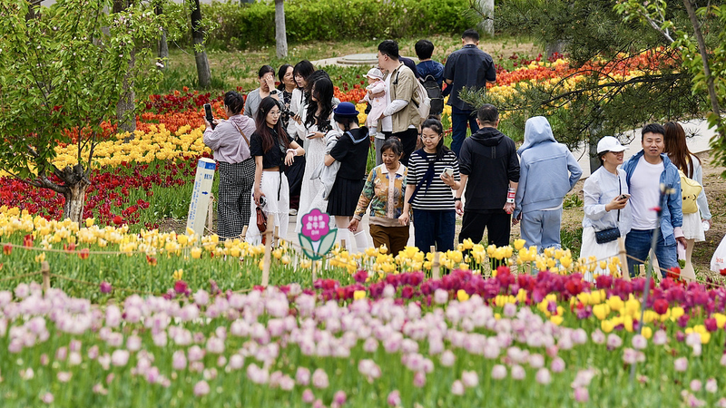 Lost_in_a_Sea_of_Tulips__Springtime_Magic_at_Jinyang_Lake_Park video poster