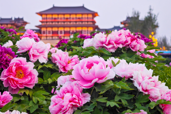 Luoyang Blooms: 1,500 Years of Peony Tradition Luoyang_Blooms__1_500_Years_of_Peony_Tradition