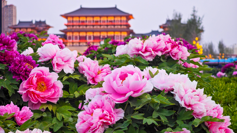 Luoyang_Blooms__1_500_Years_of_Peony_Tradition - News for amigos, by amigos Luoyang_Blooms__1_500_Years_of_Peony_Tradition
