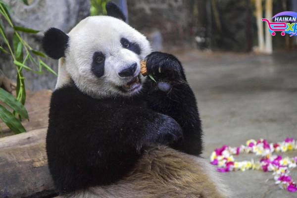 Panda Brothers Delight Visitors at Hainan Wildlife Park Panda_Brothers_Delight_Visitors_at_Hainan_Wildlife_Park video poster