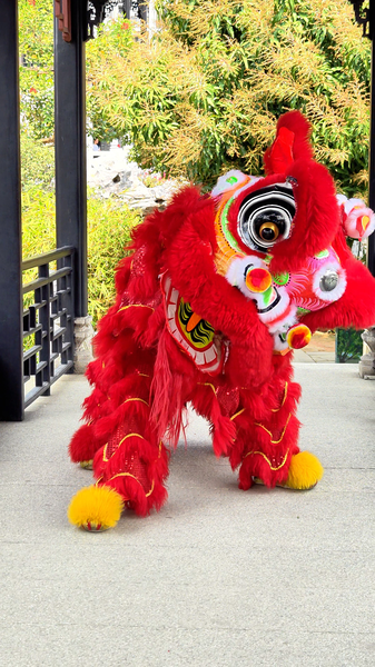 Paw_Cleaning_Cuteness__Lion_Dancing_Redefined_poster - News for amigos, by amigos Paw_Cleaning_Cuteness__Lion_Dancing_Redefined video poster