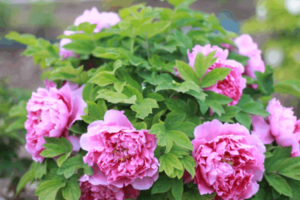 Peonies Bloom Vibrantly at Beijing Garden Expo Peonies_Bloom_Vibrantly_at_Beijing_Garden_Expo