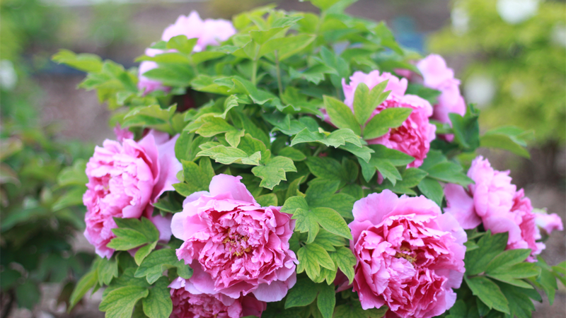 Peonies_Bloom_Vibrantly_at_Beijing_Garden_Expo - News for amigos, by amigos Peonies_Bloom_Vibrantly_at_Beijing_Garden_Expo