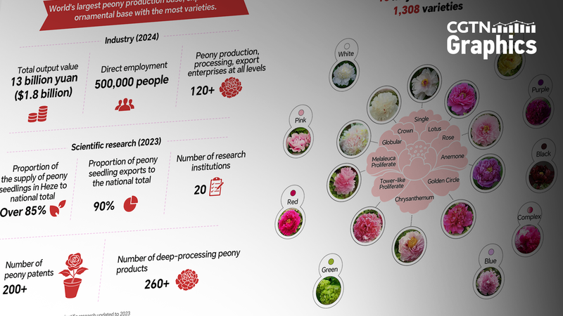 Peony_Mania__Blossoms_Boost_Culture___Economy_Globally
