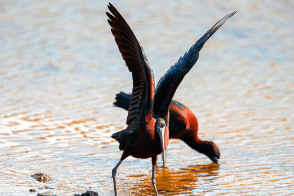Rare Glossy Ibises Dazzle Qingdao Wetlands Rare_Glossy_Ibises_Dazzle_Qingdao_Wetlands