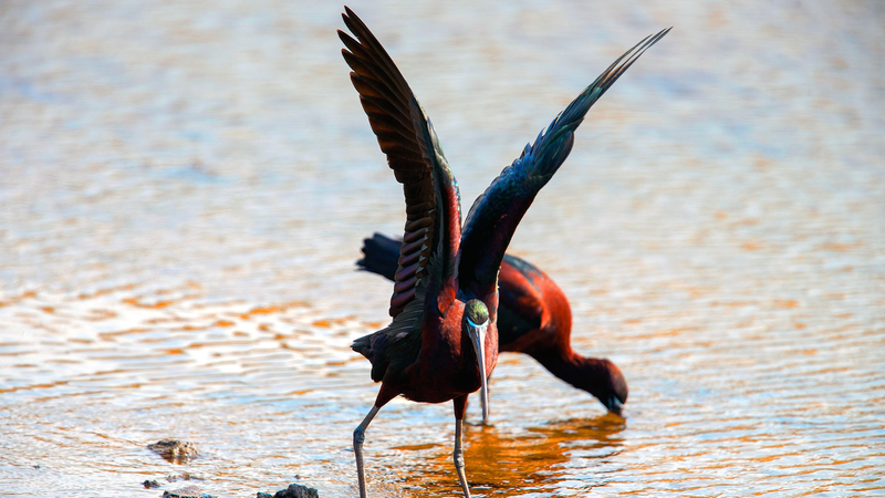 Rare_Glossy_Ibises_Dazzle_Qingdao_Wetlands