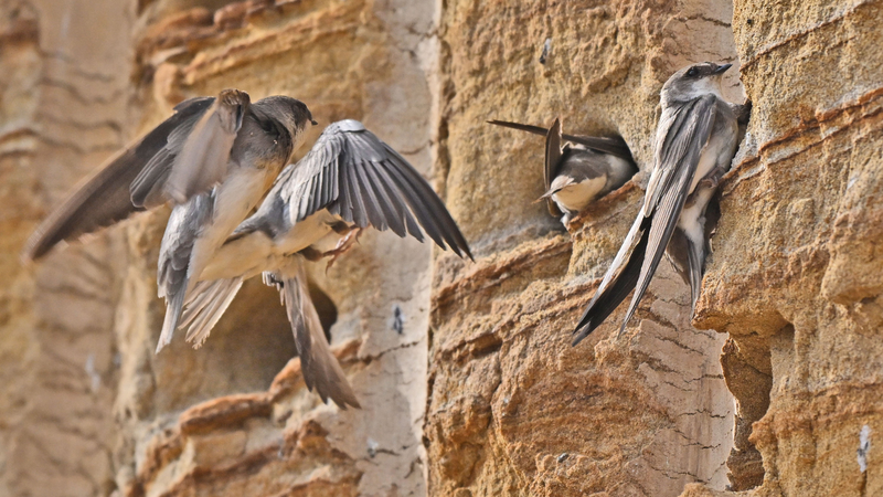 Sand_Martins_Soar_in_Hubei__Eco_Miracle_Unfolds - News for amigos, by amigos Sand_Martins_Soar_in_Hubei__Eco_Miracle_Unfolds