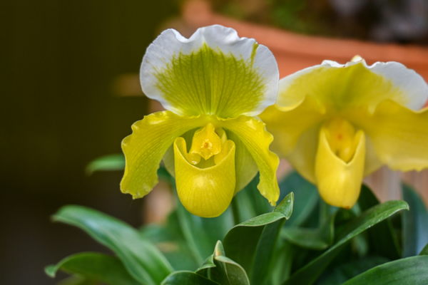 Sci-Tech Saves Rare Flower in South China Sci_Tech_Saves_Rare_Flower_in_South_China