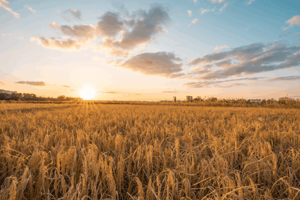 Smart Tech Boosts Rural Farming in Huashan Village Smart_Tech_Boosts_Rural_Farming_in_Huashan_Village