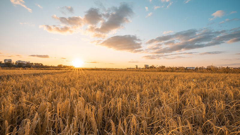 Smart_Tech_Boosts_Rural_Farming_in_Huashan_Village - News for amigos, by amigos Smart_Tech_Boosts_Rural_Farming_in_Huashan_Village