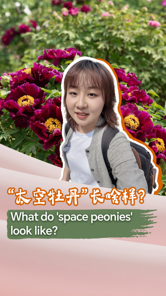 Space_Peonies__Blossoms_Born_in_Orbit_poster - News for amigos, by amigos Space_Peonies__Blossoms_Born_in_Orbit video poster