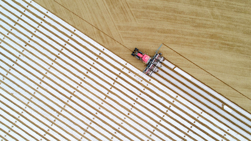 Spring_Awakens_the_Fields__China_Sows_Seeds_of_a_New_Harvest - News for amigos, by amigos Spring_Awakens_the_Fields__China_Sows_Seeds_of_a_New_Harvest