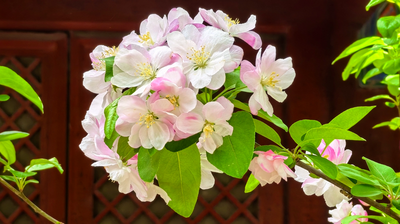Spring_Magic__Crabapple_Blossoms_at_Fayuan_Temple