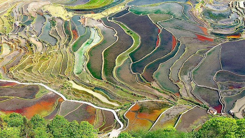Sun_Kissed_Splendor__1200_Year_Rice_Terraces_in_Yuanyang