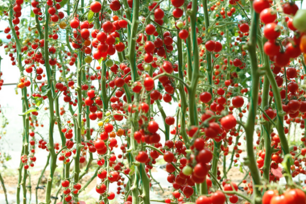 Tomatoes Beat the Heat: Chinese Research Unveils a Clever Trick Tomatoes_Beat_the_Heat__Chinese_Research_Unveils_a_Clever_Trick