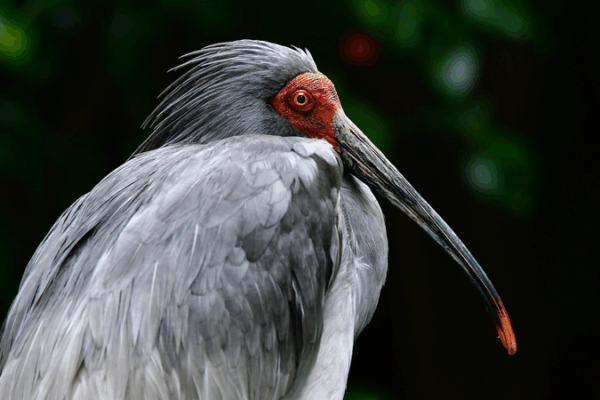 Wild Crested Ibises Thrive in Hunan: A Breakthrough for Conservation Wild_Crested_Ibises_Thrive_in_Hunan__A_Breakthrough_for_Conservation