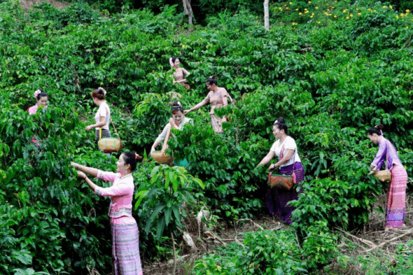 Yunnan Coffee Brews Global Success on the Chinese Mainland Yunnan_Coffee_Brews_Global_Success_on_the_Chinese_Mainland