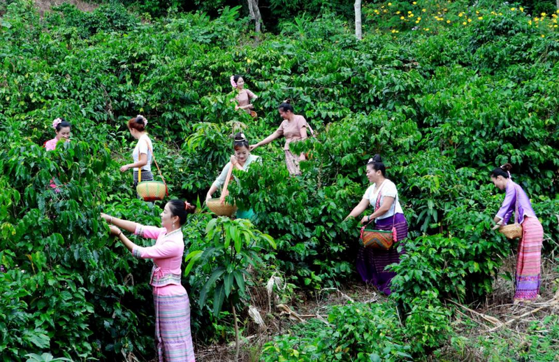 Yunnan_Coffee_Brews_Global_Success_on_the_Chinese_Mainland - News for amigos, by amigos Yunnan_Coffee_Brews_Global_Success_on_the_Chinese_Mainland