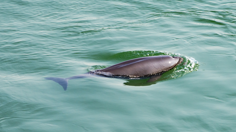 10-Year Fishing Ban Spurs Yangtze Biodiversity Boom 10_Year_Fishing_Ban_Spurs_Yangtze_Biodiversity_Boom