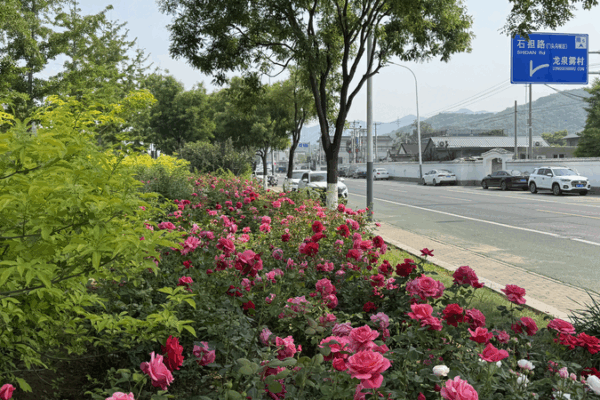 Mentougou’s 21-km Rose Avenue Blooms to Life Mentougou’s 21-km Rose Avenue Blooms to Life video poster