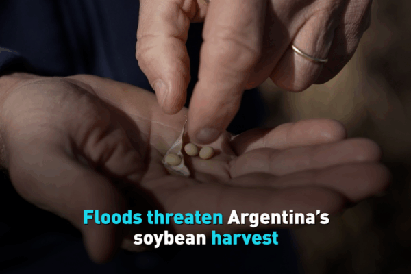 Floods Threaten Argentina’s Soybean Harvest Floods Threaten Argentina’s Soybean Harvest video poster
