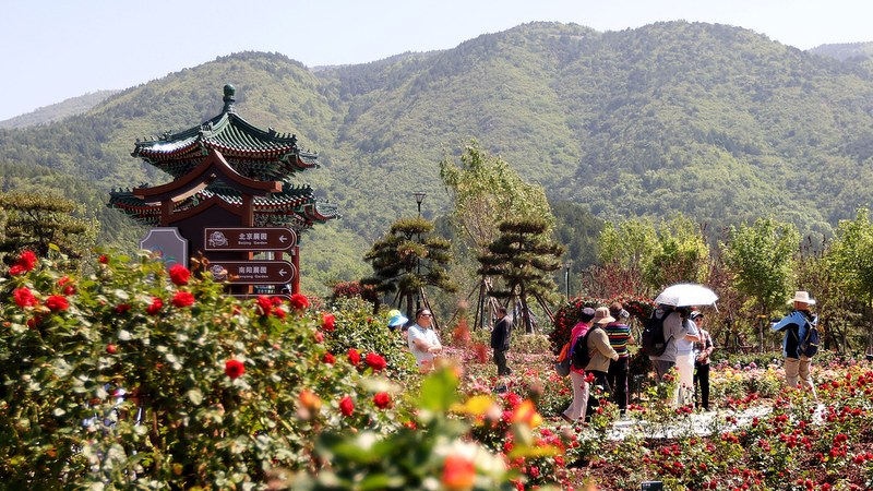 AI & Roses Boost Beijing Tourism AI___Roses_Boost_Beijing_Tourism
