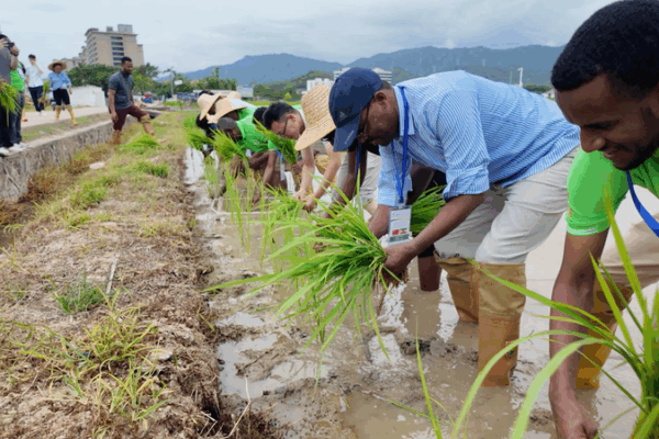 African Experts Level Up on Perennial Rice Tech African_Experts_Level_Up_on_Perennial_Rice_Tech