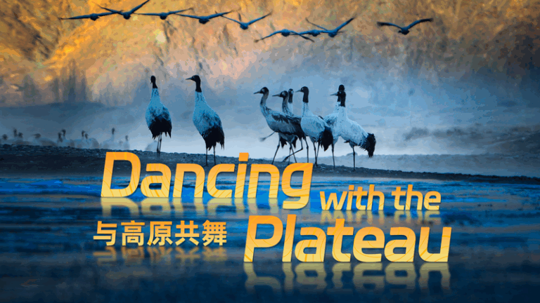 Against_All_Odds__Celebrity_Cranes_Celebrate_New_Life video poster