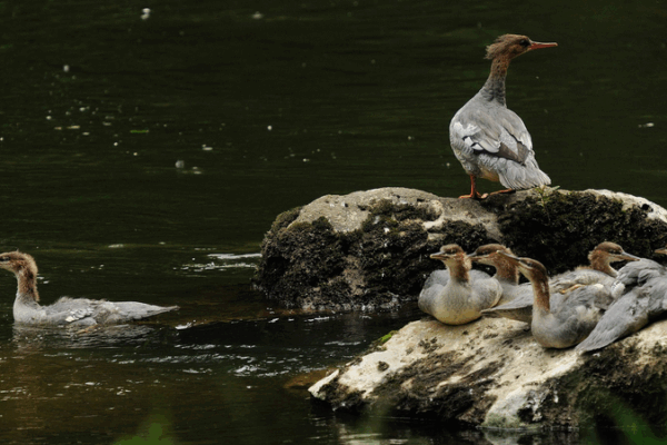 Amazing Hatching: Rare Chinese Merganser Chicks on Changbai Mountain Amazing_Hatching__Rare_Chinese_Merganser_Chicks_on_Changbai_Mountain video poster