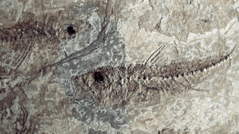 Ancient Fish Mystery Unraveled: 400M-Year Fossils Reconstructed Ancient_Fish_Mystery_Unraveled__400M_Year_Fossils_Reconstructed