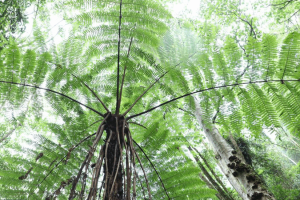 Ancient Spider-Monkey Tree Ferns Thrive in Hidden Yunnan Forest Ancient_Spider_Monkey_Tree_Ferns_Thrive_in_Hidden_Yunnan_Forest
